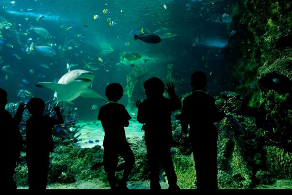 Aquariums and Marine Parks